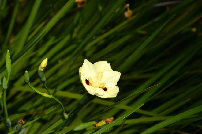 Morikami : un petit bout de Japon au milieu de la Floride morikami14