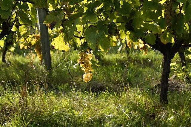 Des grenailles à toute vapeur vendange 2014