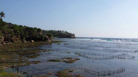 Nusa Lembongan : la beauté pure de Bali 10617674_854105621295737_1368929454_n