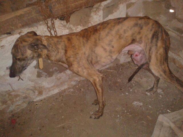 Django petit galgo de 3ans adorable et timide a l'adoption Django petit galgo de 3ans adorable et timide a l'adoption