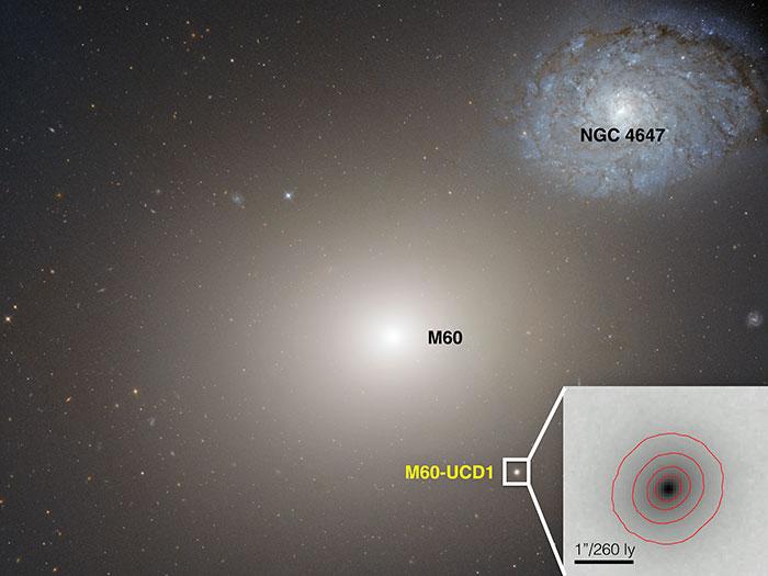 This Hubble Space telescope image shows the gargantuan galaxy M60 in the centre, and the ultra-compact dwarf galaxy M60-UCD1 below it and to the right, and also enlarged as an inset. M60’s gravity also is pulling galaxy NGC4647, upper right, and the two eventually will collide. (Courtesy: NASA/Space Telescope Science Institute/European Space Agency)