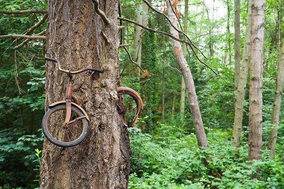 Bicycle Eaten by A Tree On Vashon Island, Washington