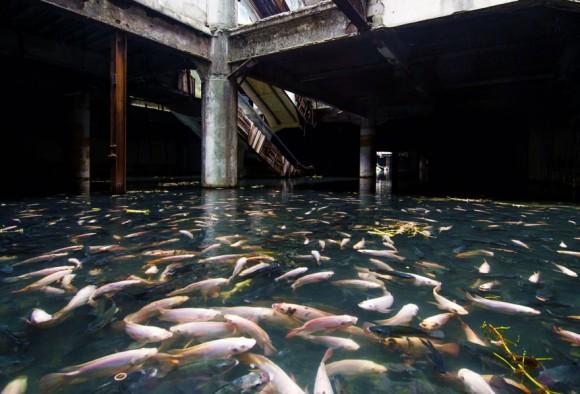 Abandoned Shopping Mall Taken Over By Fish In Bangkok
