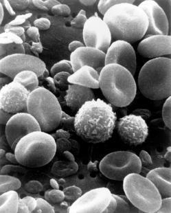 article_SEM_blood_cells