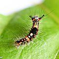 Un papillon de nuit timide mais cymbalier...! La belle chenille de l'étoilée aux couleurs vives