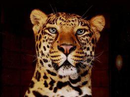 Cartoucheepsonleopard