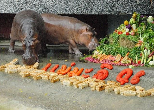 Thaïlande le  banquet des  hippopotames [HD]