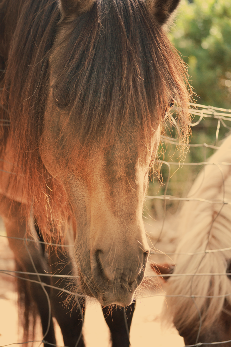 gite les écuries du rastéou gite les écuries du rastéou