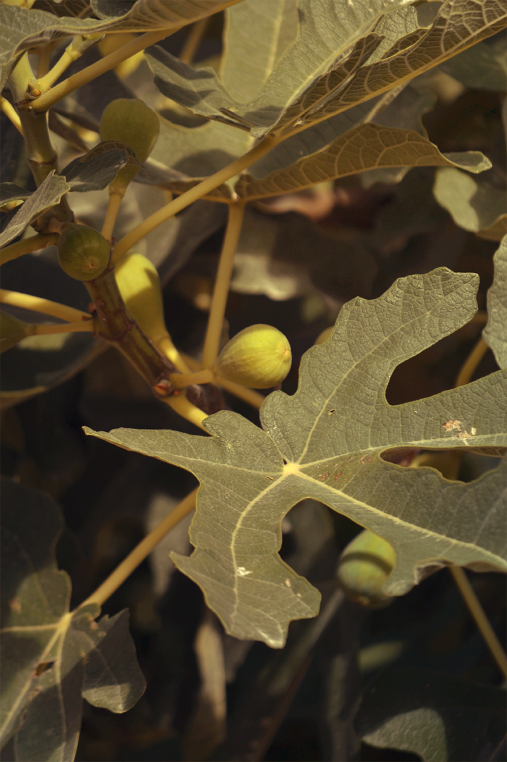 gite les écuries du rastéou gite les écuries du rastéou