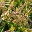  Une fois que les grains de riz ont atteint un taux d'humidité entre 20 et 24%, la récolte peut commencer. Celle-ci a lieu du 15 septembre au 15 octobre. 