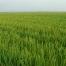  Fin août, survient la floraison du riz. Les parcelles, qui étaient immergées sur cinq à dix centimètres, sont asséchées trois semaines à un mois avant la récolte. 