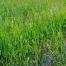   Durant la croissance du riz, la compétition avec les mauvaises herbes, représente le plus grand obstacle à un bon rendement. Il est extrêmement difficile de contrôler la croissance de ces plantes non désirées.  