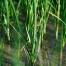  La mise en eau du riz et son semis ont lieu à partir de mi-avril ou de mi-mai. 