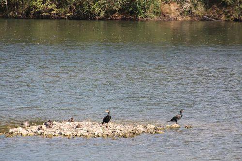 2 cormorans sorques 28 sept 2014.jpg