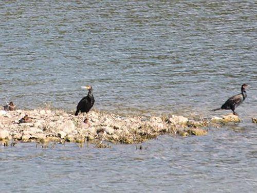 3 cormorans rec sorques 28 sept 2014.jpg