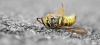 Les scientifiques alertent sur le déclin massif de toutes les espèces d'insectes