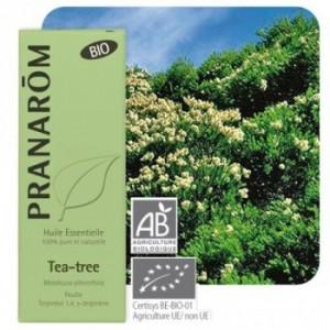 Merveilleuse plante : le Tea-tree ou arbre à thé !