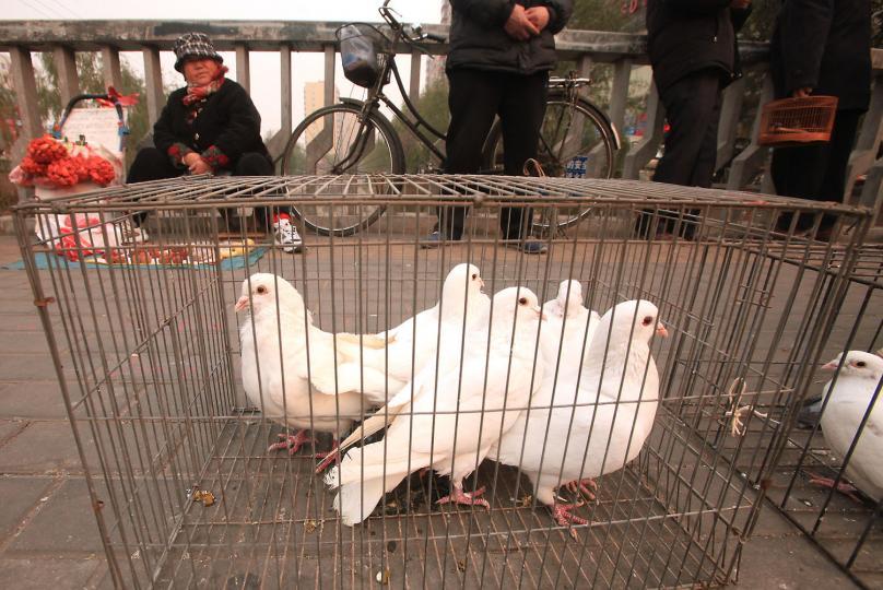 10 000 pigeons ont subi une fouille anale (Chine)