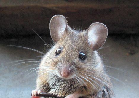 Les souris Mathusalem a