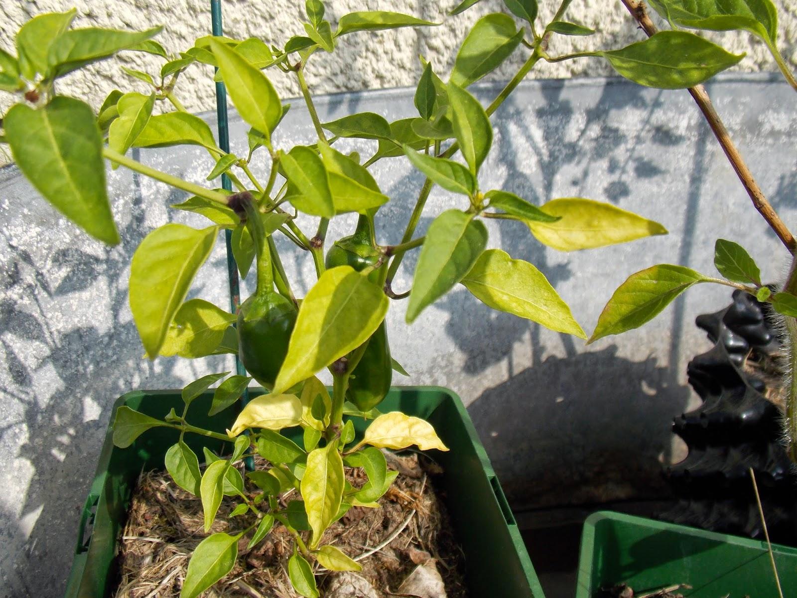 Récoltes sur la terrasse : quelques exemples