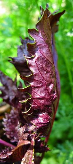 Shiso, la japonaise