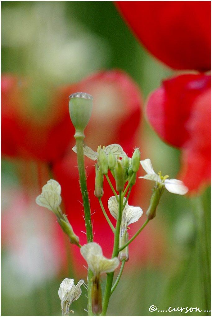 Couleur et Nature 4 N-C (10).JPG
