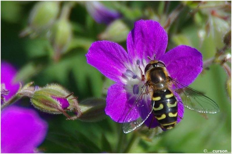 Couleur et Nature 4 N-C (12).jpg