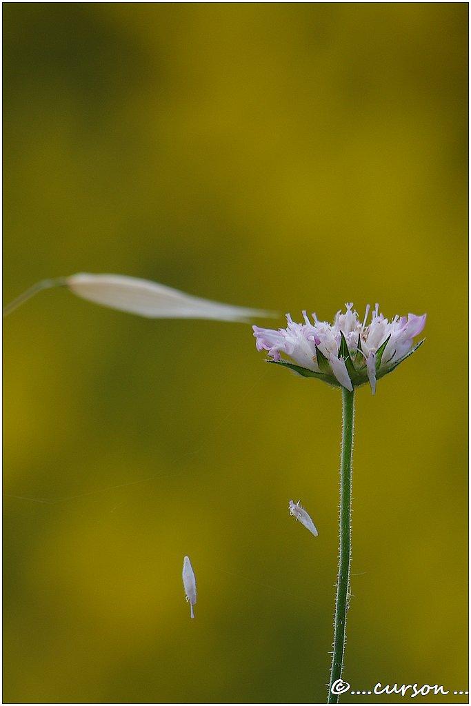 Couleur et Nature 4 N-C (11).JPG