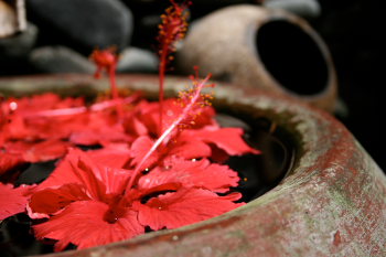 Pura Bali : l’interview de son créateur et l’aventure du bien-être Hibiscus by Fiona