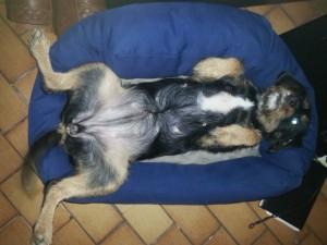 Blessure de guerre du chien… 2014-03-26 20.47.10