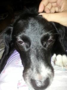 Blessure de guerre du chien… chien