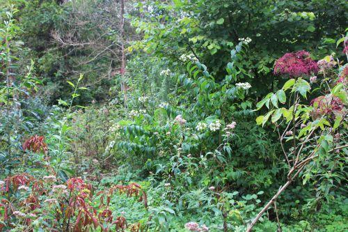 Euonymus grandiflorus 1 romi 17 sept 2014 005.jpg