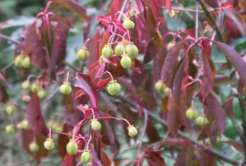 Euonymus grandiflorus euo grandiflorus rec romi 30 sept 2014 035 (1).jpg