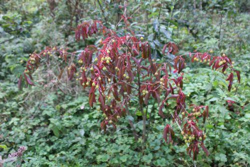 Euonymus grandiflorus 3 euo grandiflorus romi 30 sept 2014 035 (1).jpg