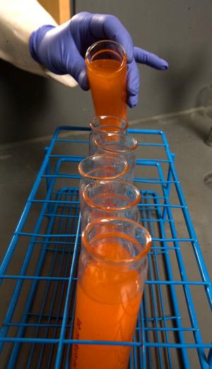 Une NOUVELLE ÉTUDE de Princeton révèle des