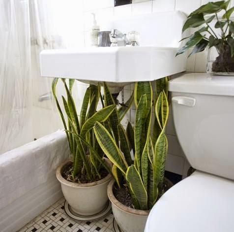 Plantes dans la salle de bains Architecture & services Comment ne pas en faire trop en décoration et avoir un intérieur agréable ?