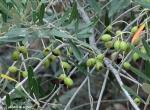 Chute physiologique des olives