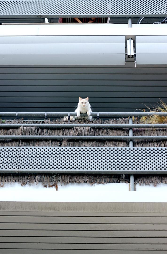 Black x Chambray Black x Chambray 18