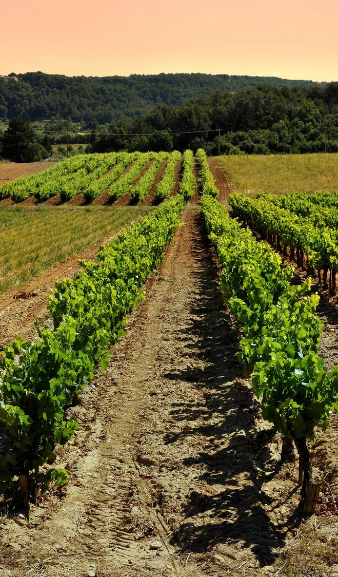 AOC Luberon Vignes