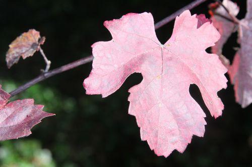 Les journées de l'arbre 10 vitis vinifera purpurea barres 11 oct 2014 096 (5).jpg
