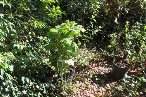 Les journées de l'arbre 11 hydrangea quercifolia snow queen barres 11 oct 2014 102.jpg