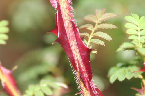 Les journées de l'arbre 3 rosa pteracantha barres 11 oct 2014 088 (4).jpg