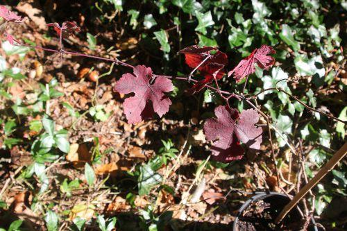 Les journées de l'arbre 8 vitis vinifera purpurea barres 11 oct 2014 096 (2).jpg