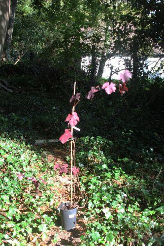 Les journées de l'arbre 7 vitis vinifera purpurea barres 11 oct 2014 096 (1).jpg