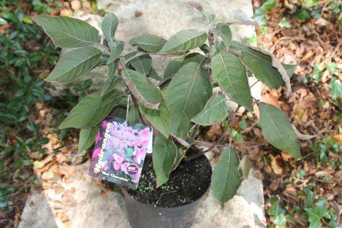 Les journées de l'arbre hydrangea aspera hot chocolate barres 11 oct 2014 086 (2).jpg