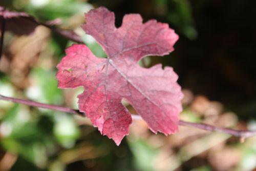 Les journées de l'arbre 9 vitis vinifera purpurea barres 11 oct 2014 096 (3).jpg
