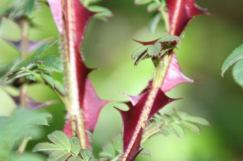 Les journées de l'arbre 5 rosa pteracantha barres 11 oct 2014 088 (5).jpg
