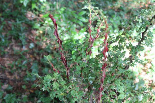 Les journées de l'arbre 2 rosa pteracantha barres 11 oct 2014 088 (2).jpg