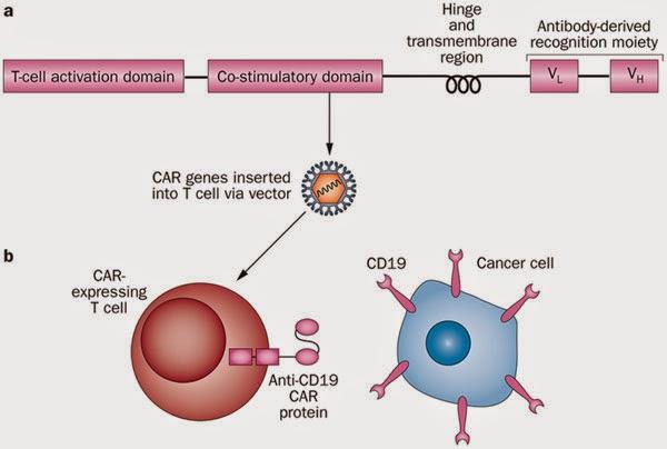 #leucémie #CD19-CAR #celluleT #fludarabine #cyclophosphamide Cellules T exprimant des récepteurs à l’antigène chimérique CD19 pour la leucémie lymphoblastique aigüe chez les enfants et les jeunes adultes : essai de phase 1 à dose croissante