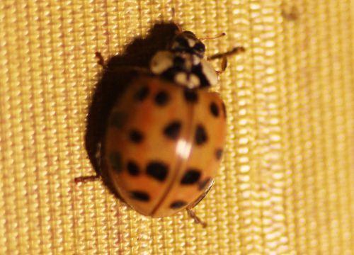 coccinelle asiatique maison 13 oct 012.jpg